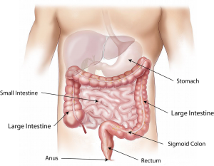 gutbugs26